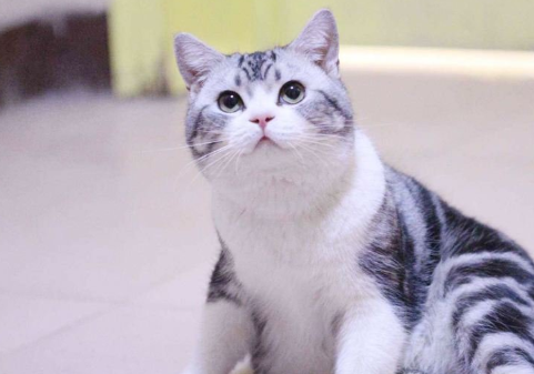 猫的品种