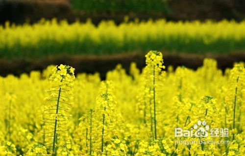 春天踏青拍摄油菜花五要点
