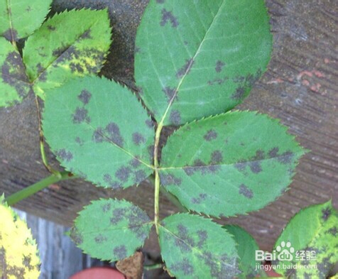 月季长虫了怎么办？