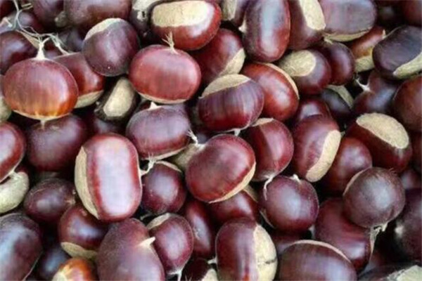 栗子怎样放才不烂