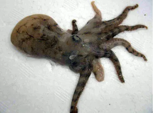 八爪鱼身上怎么有亮圈