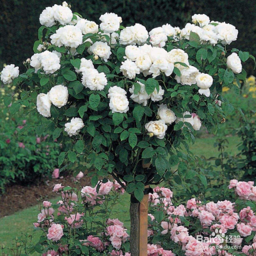 月季的分类有什么?