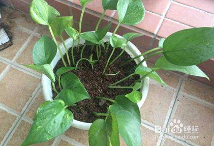 绿萝怎么养护与浇水