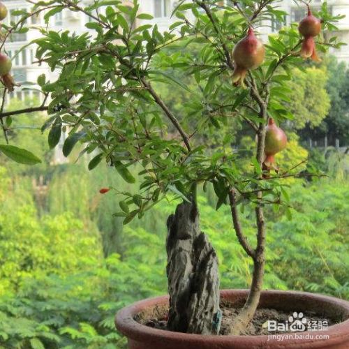 盆栽石榴花冬季叶子掉是什么原因 百度经验