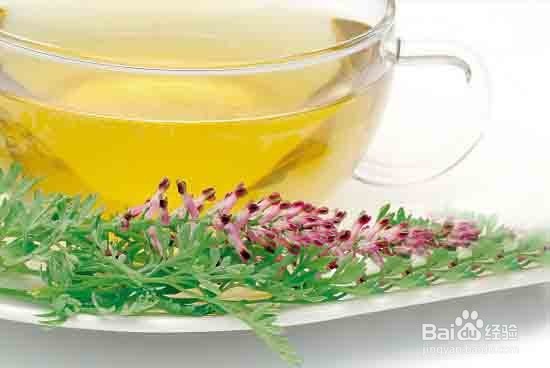 退烧神药车前草