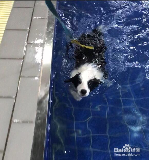 中国人如何教狗狗游泳