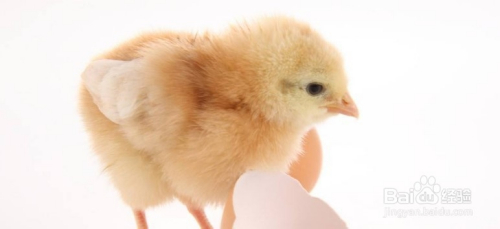 小鸡皮肤长黑点是什么病(小鸡身上有黑色斑点正常吗) 小鸡皮肤长黑点是什么病(小鸡身上有黑色斑点正常吗)