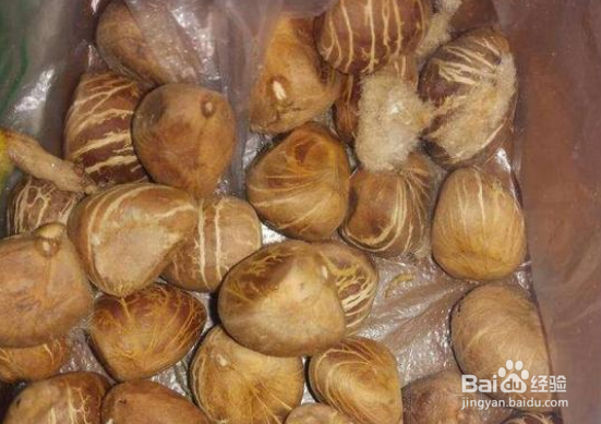 秋季可以种植发财树种子吗？