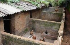 养鸡场怎么建造