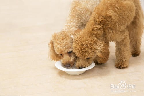 小狗眼睛下面有泪痕怎么办