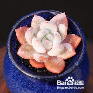 多肉梦露养护方法图例讲解