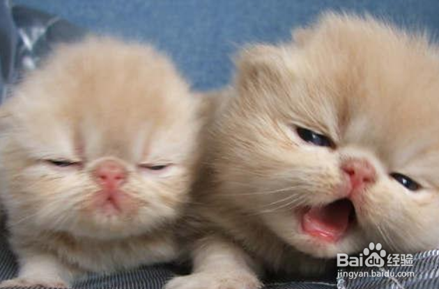 怎样选择宠物猫