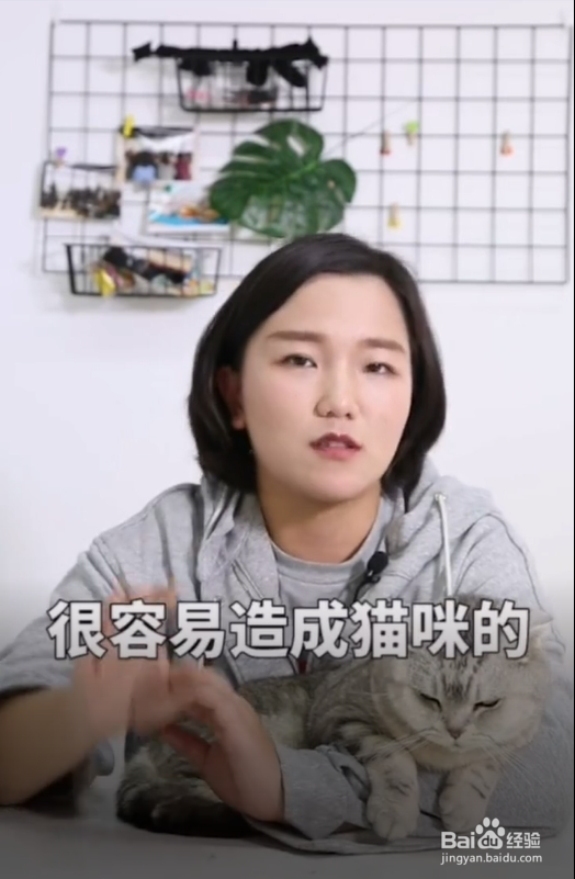 猫咪在什么情况下不能洗澡?