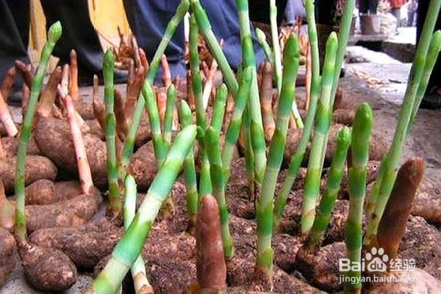 天麻的生长习性和病害防治及壮根壮苗的管理要点