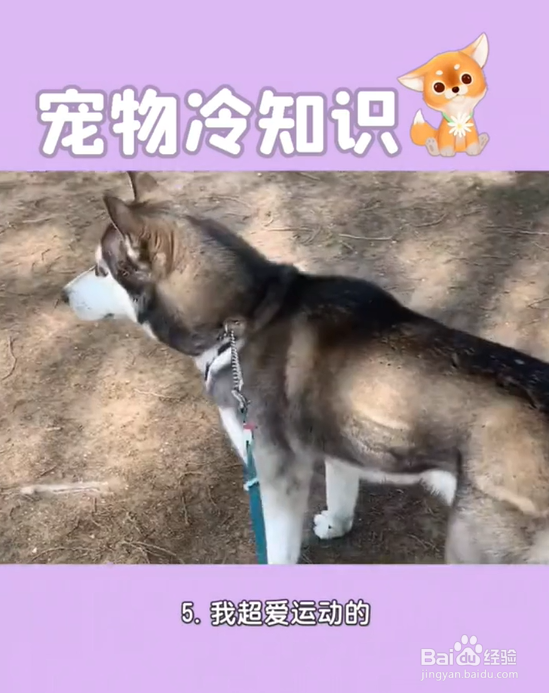 养哈士奇的注意事项