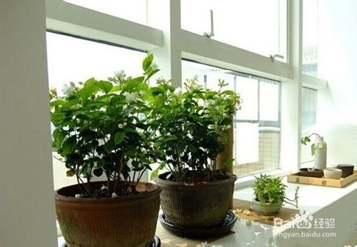 盆栽茉莉花怎么养