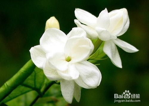 美容、养颜与养生一体，如何购买最好的茉莉花茶