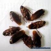 如何快速消灭蟑螂