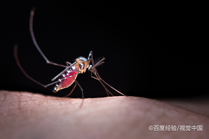密封的汽车里怎么会有蚊子