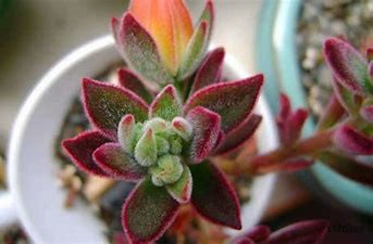 锦晃星开花怎么处理#校园分享#