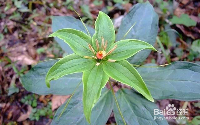 重楼种植技术方法