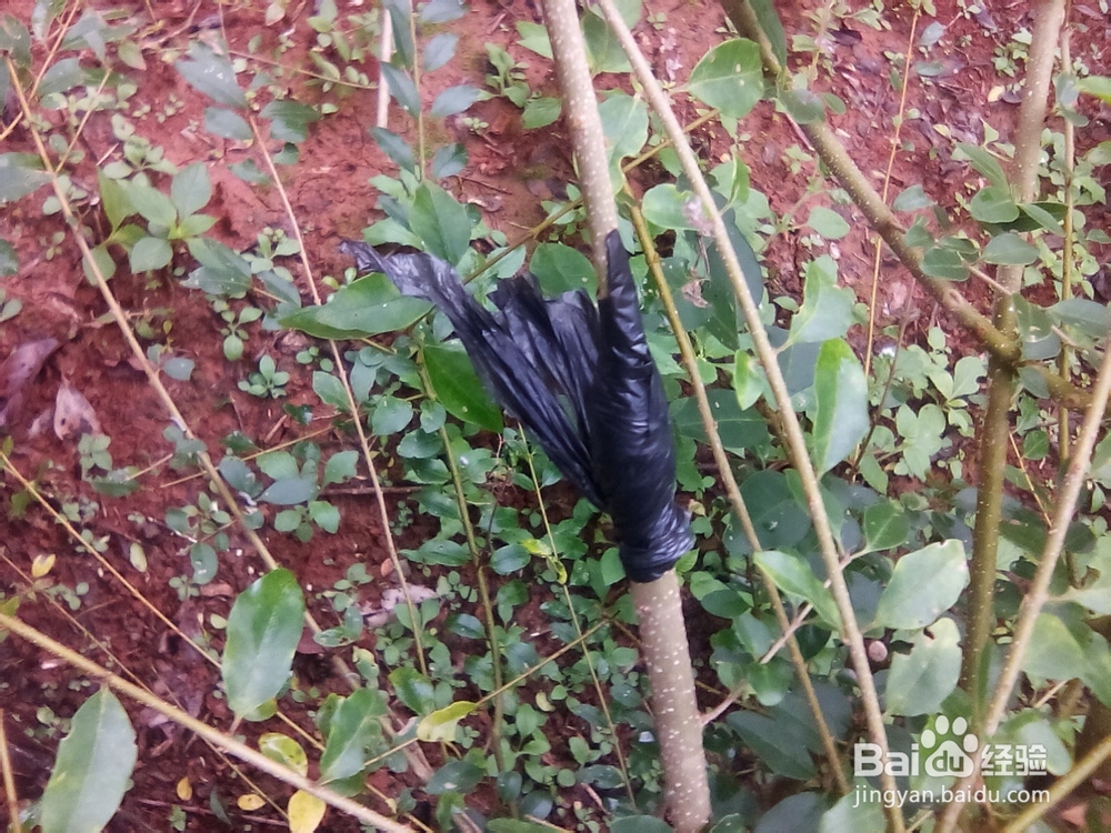 树木嫁接的方法