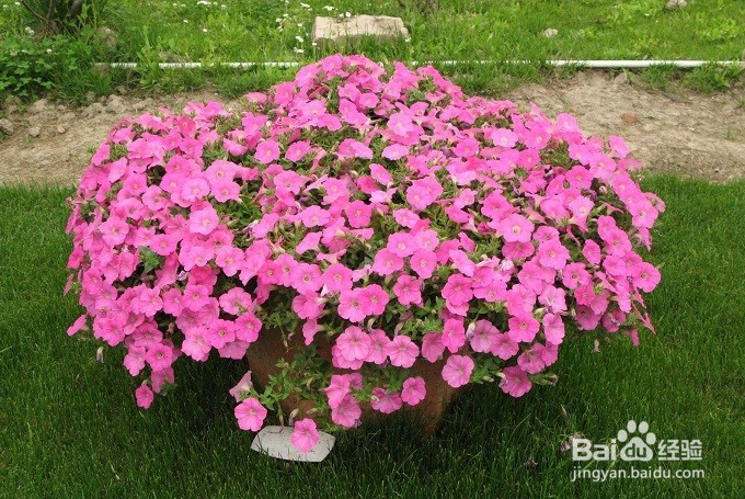 如何用淘米水浇花？