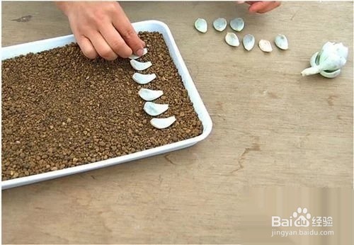 冬天多肉叶片扦插方法