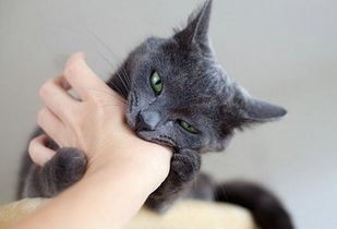 猫咪在哪些时候不能去打扰