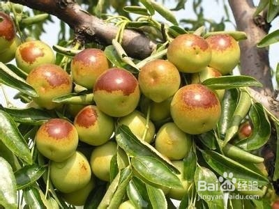 冬枣怎么清洗和存放