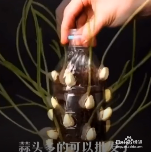 在生活中的种植的小妙招