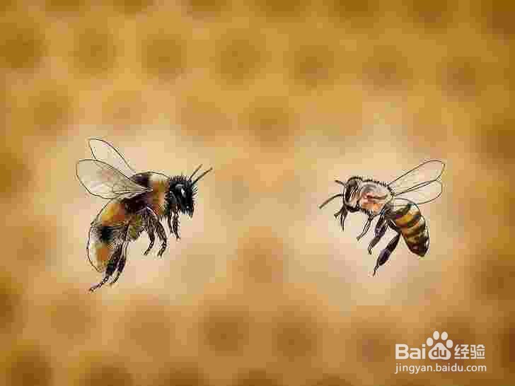 <b>买蜜蜂怎么挑选</b>