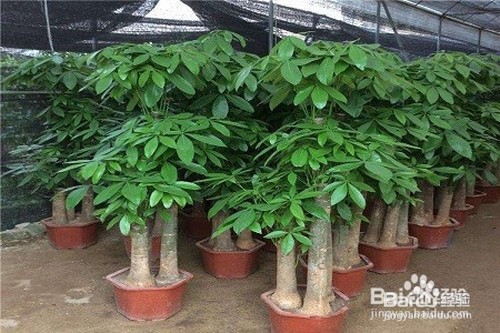 发财树树干萎缩怎么办