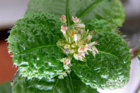 吸毒草和薄荷的区别