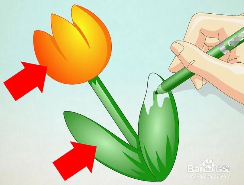如何画卡通郁金香？
