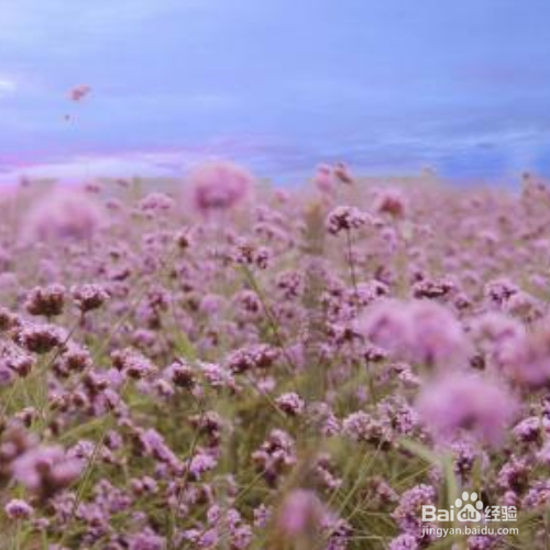 勿忘我春天可以种吗？