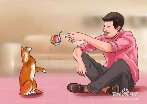 怎样驯服野猫？