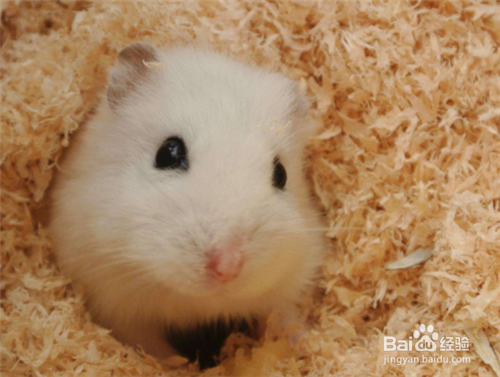 喵桑仓鼠饲养的指南