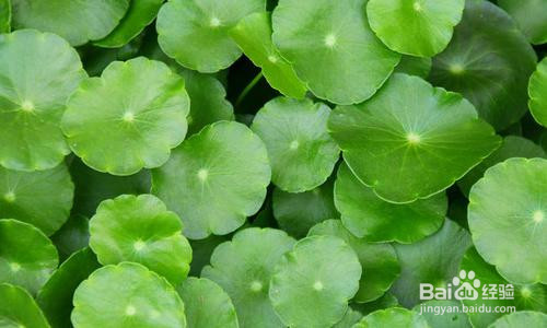 室外铜钱草怎么过冬