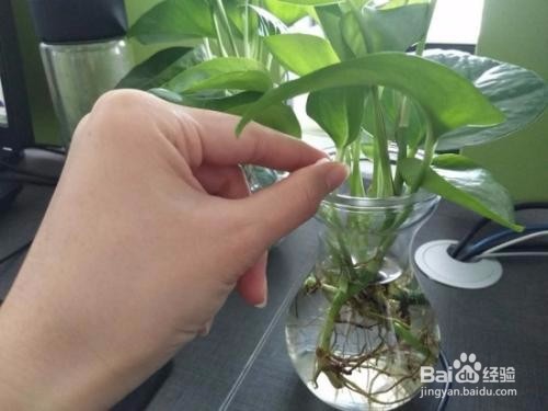 家庭养花，用药需要注意啥？