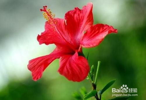 扶桑养殖方法和注意事项