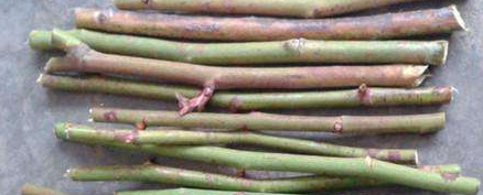 扦插快速生根的简单实用小方法