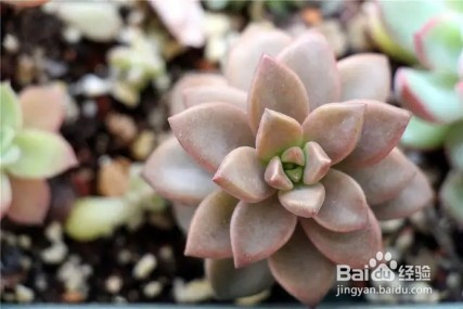 夏季给多肉浇水,注意这几点,让其越长越美