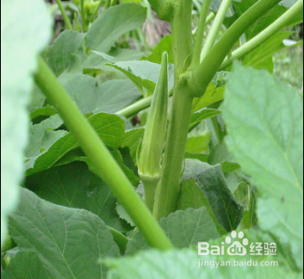 选择秋葵做菜有哪些窍门