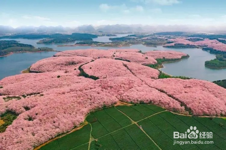 平坝樱花怎么去