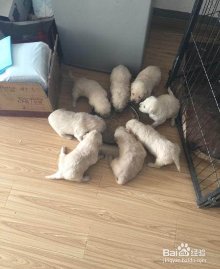 犬处方粮怎么喂