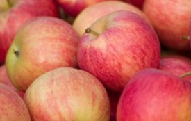 苹果酒的简单做法