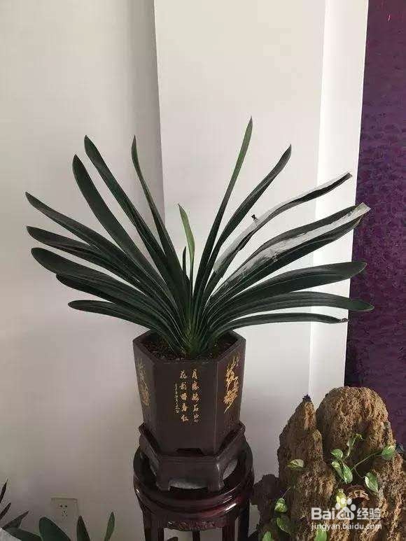 3种花“品味高”,养在家里,档次高,有格调!