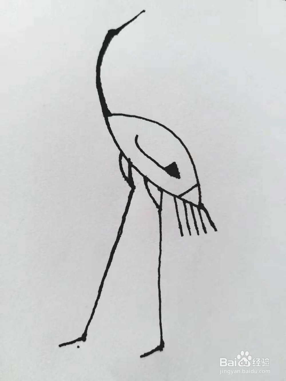 丹顶鹤的简笔画法《一》