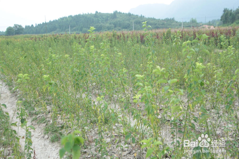 牡丹樱花除草施肥技巧